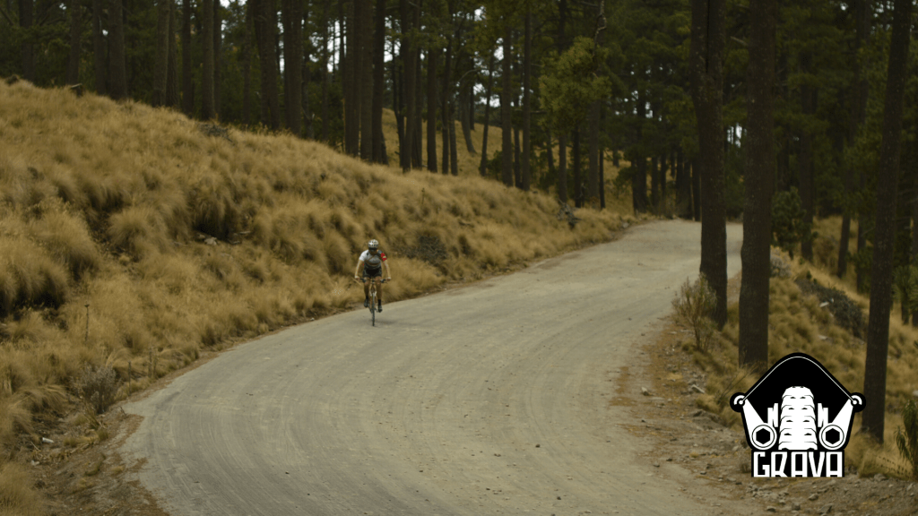 Bosque de clima templado donde hay coníferas 